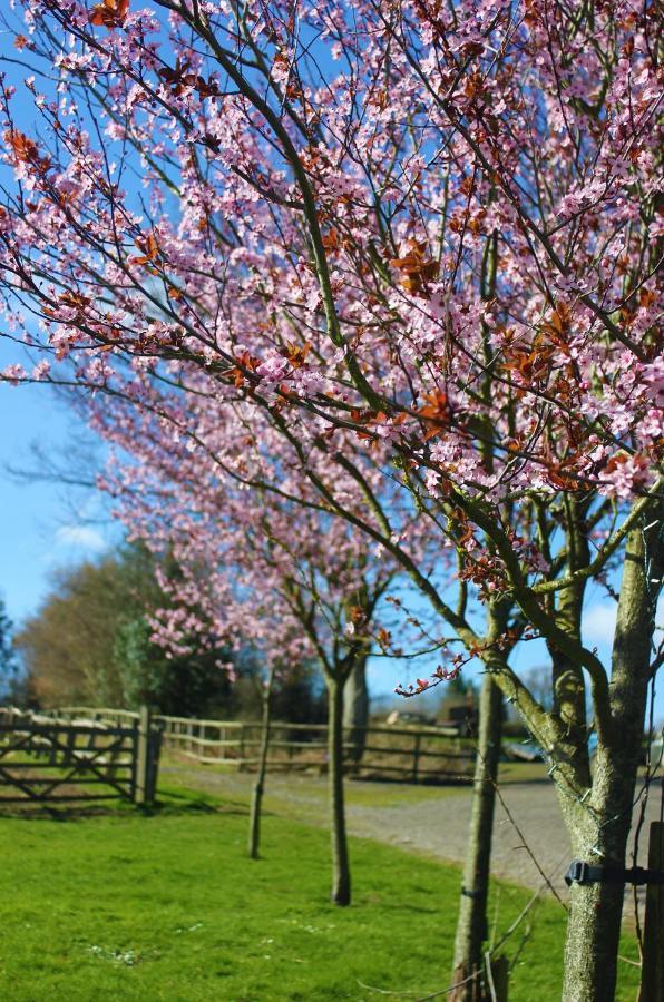Hopgarden Glamping Luxury Shepherds Huts Wadhurst المظهر الخارجي الصورة